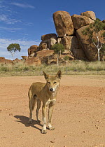 Dingo (Canis lupus dingo) visiting campground to scavenge for food, Devils Marbles Conservation Reserve, Northern Territory, Australia