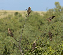 Whistling Kite (Haliastur sphenurus) group and Black Kite (Milvus migrans) in tree, Queensland, Australia
