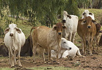 Brahma Cattle (Bos indicus) group, Queensland, Australia