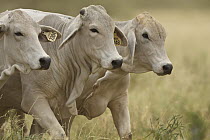 Brahma Cattle (Bos indicus) trio, Queensland, Australia