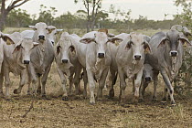 Brahma Cattle (Bos indicus) herd running, Queensland, Australia