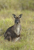 Western Grey Kangaroo (Macropus fuliginosus) sub-adult in grass, Queensland, Australia