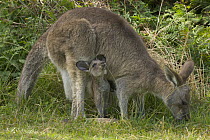 Eastern Grey Kangaroo (Macropus giganteus) female grazing with joey in her pouch straining to sniff tall grass, Yuraygir National Park, New South Wales, Australia