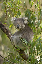 Koala (Phascolarctos cinereus) sitting in eucalyptus tree, Otway National Park, Victoria, Austraila