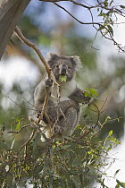 Koala (Phascolarctos cinereus) feeding on leaves of eucalyptus tree, Otway National Park, Victoria, Austraila