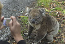 Koala (Phascolarctos cinereus) sitting on road and posing for tourist photographer, Otway National Park, Victoria, Austraila