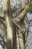 Koala (Phascolarctos cinereus) climbing eucalyptus tree, Otway National Park, Victoria, Austraila