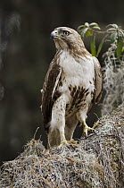 Red-tailed Hawk (Buteo jamaicensis), Little St. Simon's Island, Georgia