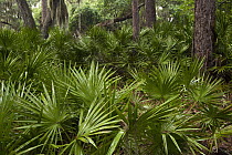 Cabbage Palm (Sabal palmetto) forest, Little St. Simon's Island, Georgia