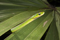 Rough Green Snake (Opheodrys aestivus), Little St. Simon's Island, Georgia