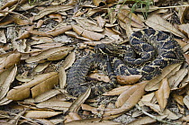 Eastern Diamondback Rattlesnake (Crotalus adamanteus) in leaf litter, Little St. Simon's Island, Georgia