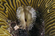 Feather Duster Worm (Sabellidae) filter feeding within Brain Coral (Diploria labyrinthiformis), Bonaire, Netherlands Antilles, Caribbean