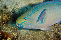 Queen Parrotfish (Scarus vetula), Bonaire, Netherlands Antilles, Caribbean