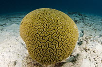Brain Coral (Diploria labyrinthiformis), Bonaire, Netherlands Antilles, Caribbean