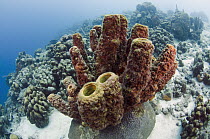 Brown Tube Sponge (Agelas conifera), Bonaire, Netherlands Antilles, Caribbean