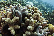 Clubbed Finger Coral (Porites porites), Bonaire, Netherlands Antilles, Caribbean