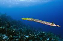 Trumpetfish (Aulostomus maculatus), Bonaire, Netherlands Antilles, Caribbean