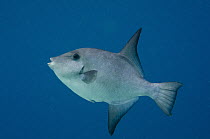Ocean Triggerfish (Canthidermis sufflamen), Bonaire, Netherlands Antilles, Caribbean