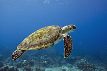 Green Sea Turtle (Chelonia mydas), Bonaire, Netherlands Antilles, Caribbean