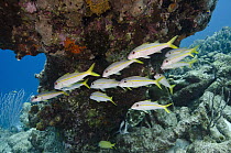 Yellow Goatfish (Mulloidichthys martinicus) school in coral reef, Bonaire, Netherlands Antilles, Caribbean