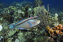 Queen Parrotfish (Scarus vetula) and Trumpetfish (Aulostomus maculatus), Bonaire, Netherlands Antilles, Caribbean