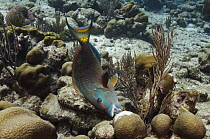Stoplight Parrotfish (Sparisoma viride) feeding on coral, Bonaire, Netherlands Antilles, Caribbean
