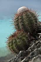 Turk's Cap Cactus (Melocactus intortus) with flower bud, Washington Slagbaai National Park, Bonaire, Netherlands Antilles, Caribbean