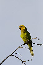 Brown-throated Parakeet (Aratinga pertinax), Bonaire, Netherlands Antilles, Caribbean