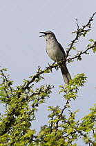 Tropical Mockingbird (Mimus gilvus) calling, Bonaire, Netherlands Antilles, Caribbean