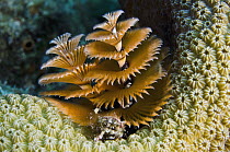 Christmas Tree Worm (Spirobranchus giganteus) filter feeding while attached to Great Star Coral (Montastraea cavernosa), Bonaire, Netherlands Antilles, Caribbean