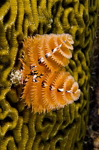 Christmas Tree Worm (Spirobranchus giganteus) filter feeding while attached to Brain Coral (Diploria labyrinthiformis), Bonaire, Netherlands Antilles, Caribbean