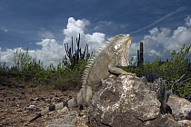 Green Iguana (Iguana iguana) basking, Washington Slagbaai National Park, Bonaire, Netherlands Antilles, Caribbean