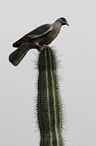 Bare-eyed Pigeon (Patagioenas corensis) on cactus, Bonaire, Netherlands Antilles, Caribbean