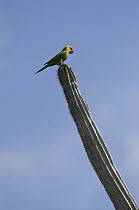 Brown-throated Parakeet (Aratinga pertinax) on cactus, Bonaire, Netherlands Antilles, Caribbean