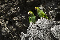 Yellow-shouldered Parrot (Amazona barbadensis) pair, Bonaire, Netherlands Antilles, Caribbean