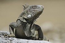 Green Iguana (Iguana iguana), Washington Slagbaai National Park, Bonaire, Netherlands Antilles, Caribbean