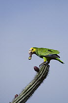 Yellow-shouldered Parrot (Amazona barbadensis) feeding on cactus flower, Bonaire, Netherlands Antilles, Caribbean