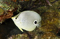 Foureye Butterflyfish (Chaetodon capistratus), Bonaire, Netherlands Antilles, Caribbean
