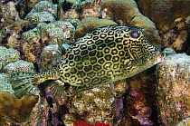 Honeycomb Cowfish (Acanthostracion polygonia) camouflaged in reef, Bonaire, Netherlands Antilles, Caribbean