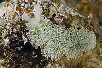 Lettuce Sea Slug (Elysia crispata), Bonaire, Netherlands Antilles, Caribbean