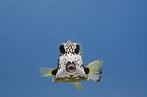 Smooth Trunkfish (Lactophrys triqueter), Bonaire, Netherlands Antilles, Caribbean