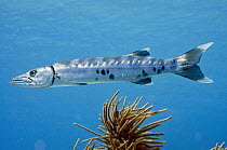Great Barracuda (Sphyraena barracuda), Bonaire, Netherlands Antilles, Caribbean