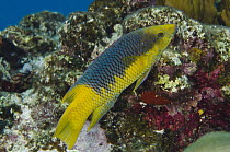 Spanish Hogfish (Bodianus rufus), Bonaire, Netherlands Antilles, Caribbean