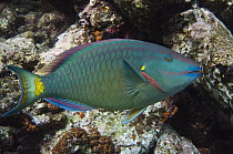Stoplight Parrotfish (Sparisoma viride), Bonaire, Netherlands Antilles, Caribbean