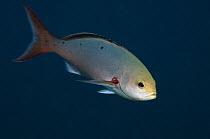 Creolefish (Paranthias furcifer), Bonaire, Netherlands Antilles, Caribbean