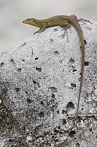 Bonaire Whiptail (Cnemidophorus murinus ruthveni) female, Bonaire, Netherlands Antilles, Caribbean