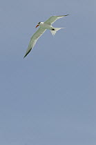 Royal Tern (Thalasseus maximus) flying, Bonaire, Netherlands Antilles, Caribbean