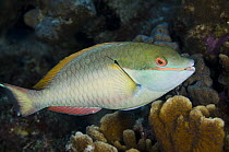 Red-banded Parrotfish (Sparisoma aurofrenatum), Bonaire, Netherlands Antilles, Caribbean