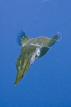 Caribbean Reef Squid (Sepioteuthis sepioidea), Bonaire, Netherlands Antilles, Caribbean