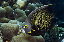 French Angelfish (Pomacanthus paru), Bonaire, Netherlands Antilles, Caribbean